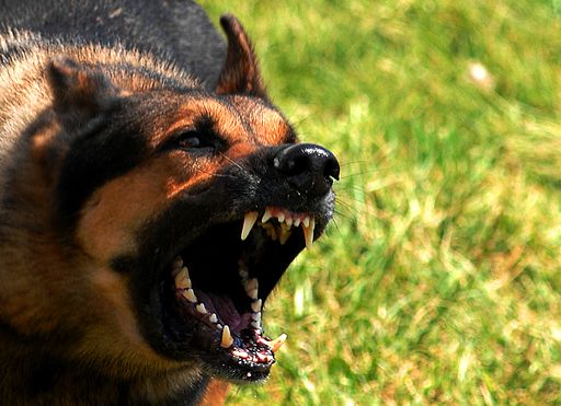 Norman, a 55th Security Forces Squadron military working dog, waits to be unleashed and go after his target during training April 17. The Offutt K-9 unit performs regular training to maximize the dogs effectiveness in the field. (U.S. Air Force Photo by Josh Plueger)